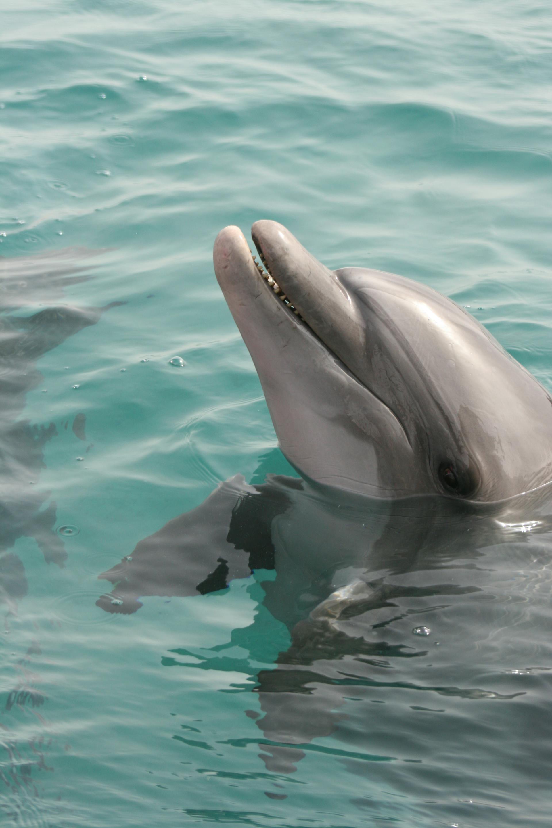 US Capitol golden hour